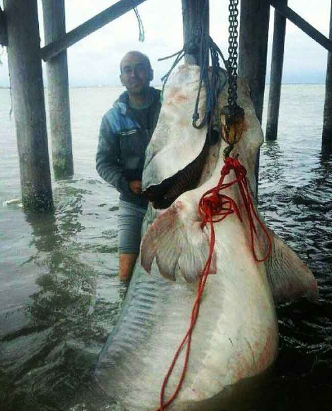 Beluga fish